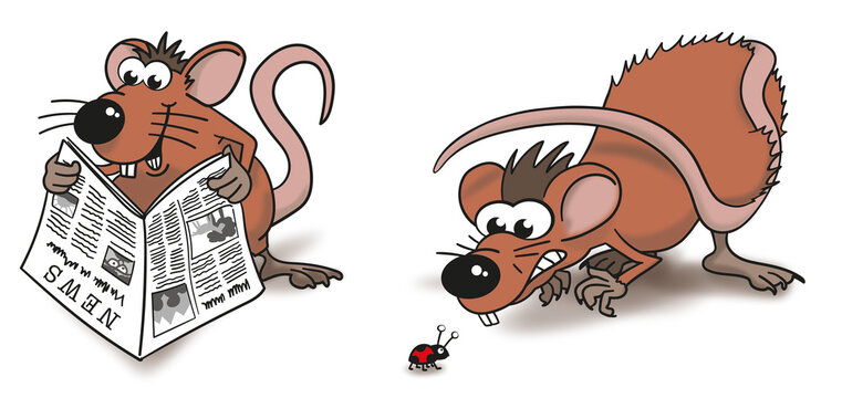 rats with newspaper and beetle