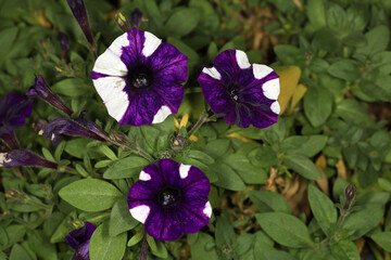 The white and purple Petunia flower in garden
