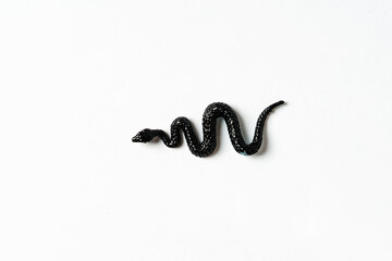 Black toy snake on white background