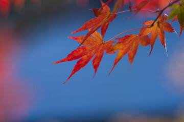 鮮やかなモミジが映える空と。
