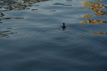 天王洲の運河を泳ぐ水鳥
夕景