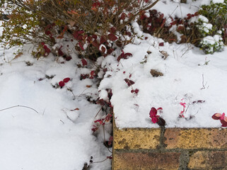 雪に埋もれた花壇