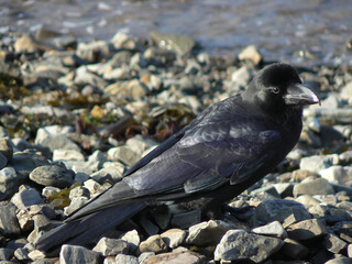 a crow with a large beak on the stone beach