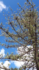 Pine Tree with Bright Blue Sky Background