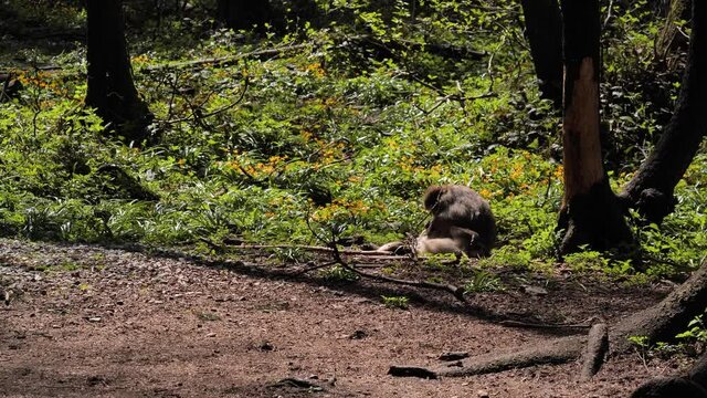 Group of japan macaques in western forrest