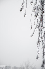 Birch tree branches under the snow, winter composition, snow falling, frozen nature, winter time background with copy space