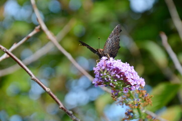 butterfly on a flower