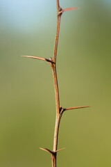 Common barberry (Berberis vulgaris) or European barberry, a shrub in the genus Berberis, family Berberidaceae. Shrub with yellow long panicles flowers blooming in late spring.
