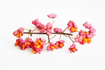 Euonymus europaeus, known as spindle isolated on a white background. It is a deciduous shrub of the Celastraceae family. The berries are poisonous.