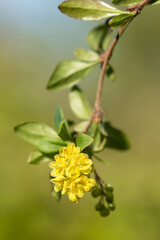 Common barberry (Berberis vulgaris) or European barberry, a shrub in the genus Berberis, family Berberidaceae. Shrub with yellow long panicles flowers blooming in late spring.