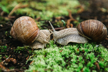 snail on a leaf