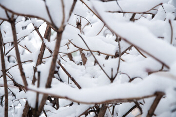 Vine branches covered with snow, winter composition, snow falling, frozen nature, winter time background with copy space