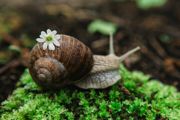 snail on leaf