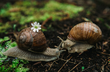 snail on a leaf