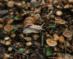 snail in the forest