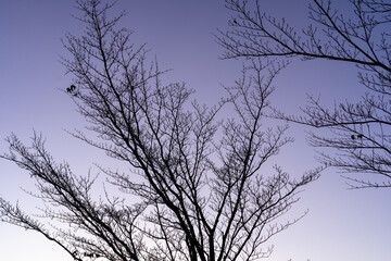 冬の朝の公園の木々のシルエット