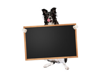 border collie dog holding a blank banner