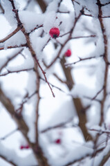 Frozen tree branches with red berries, vertical winter composition, snow falling, frozen nature, winter time background with copy space