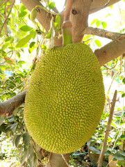 Jackfruit, (Artocarpus heterophyllus) on the tree.