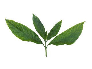 Leaves of barleria ( Barleria strigosa Willd., ACANTHACEAE) Isolated on White Background. Medicinal plants,Thai herb.