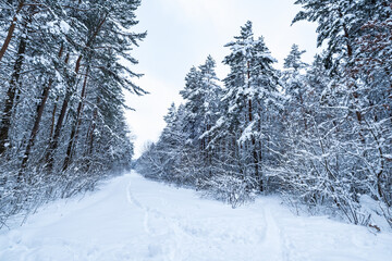 winter pine trees forest covered with snow. Beautiful winter panorama at snowfall