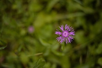 Obraz premium Brown knapweed flower in the field. Centaurea jacea purple medicinal plant