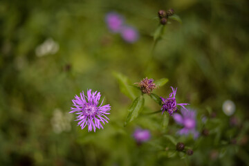Brown knapweed flower in the field. Centaurea jacea purple medicinal plant