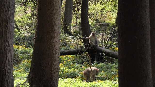 Japan macaque mokey meditating in western forrest