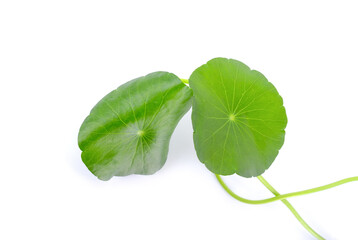 Asiatic isolated on white background.