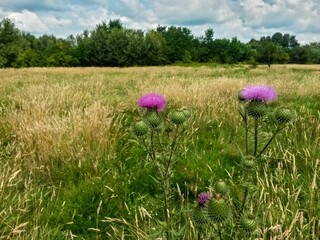 Carduus acanthoides purple flower in the field. thorny wild plant 