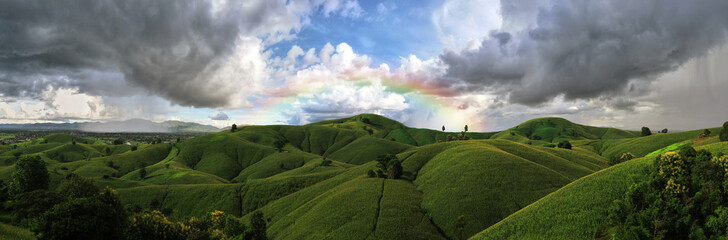 Rural landscape, Field of corn ready for harvest in the background the mountains