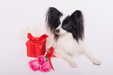 Cute papillon dog lies near a bouquet with pink roses and a red gift box on a white background. Greeting card