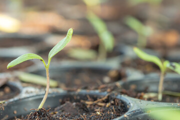 Small tree sapling plants.Young plant in the morning light grow sequence with morning sunlight. Germinating seedling grow step sprout growing from seed. Nature ecology. Prepare your planting .