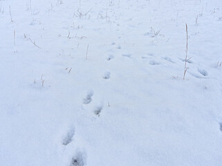 雪原の足跡