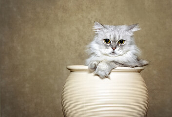 Wonderful white-gray fluffy cat with big eyes. The cat is sitting in a flower pot.