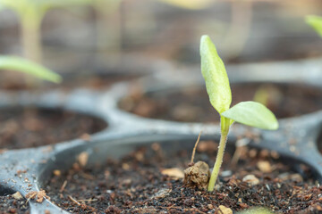 Small tree sapling plants.Young plant in the morning light grow sequence with morning sunlight. Germinating seedling grow step sprout growing from seed. Nature ecology. Prepare your planting .