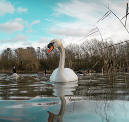 Large White British Mute Swan Swans low water level view close up macro photography on lake in Hertfordshire with canadian geese in background