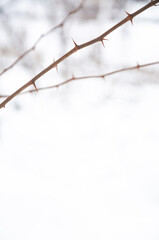 Frozen plant with .thorns, winter composition, snow falling, frozen nature, winter time background with copy space