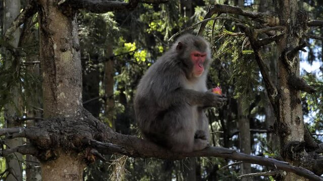 Japan macaque sitting on tree eating apple