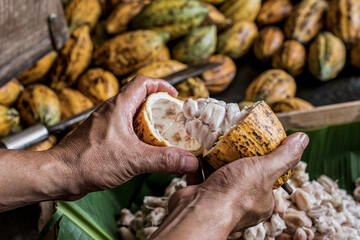 Cocoa Beans and Cocoa Fruits