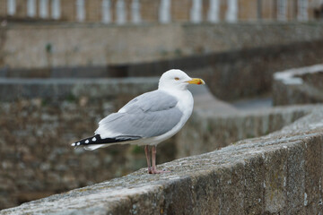 sur la corniche
