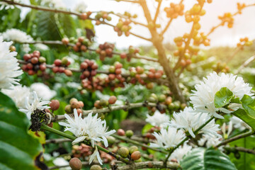 Coffee bean on coffee tree in cafe Plantation