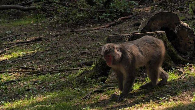 Japan macaque walking on forrest floor