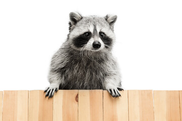 Cute little raccoon posing isolated over white studio background. © Lustre Art Group 