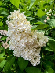 Beautiful flowers white lilac bloom in spring in the garden