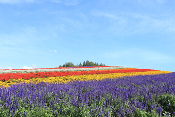 季節の花が咲き誇る四季彩の丘