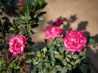 Winter Garden Flowers