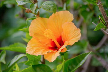 Hibiscus (Hibiscus) - also Eibisch in German - is a genus of plants in the subfamily Malvoideae within the Malvaceae family...