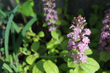 春の日陰の庭 アジュガ ゴールドライム