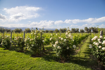 Fototapeta na wymiar Beautiful vineyard in Mendoza, Argentina